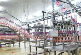 肯德基供應商多舉措保雞肉安全